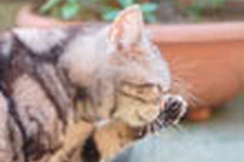 Game*Sparkリサーチ『ゲームをしていて本気で泣いたことがある？』 画像