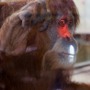 豪動物園がオランウータンの対話学習研究にKinectを採用―将来は来場者とのゲームプレイも？