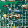 美麗ドット潜水艦STG『海底大戦争』アーケードアーカイブスに登場！PS4/ニンテンドースイッチで同時配信