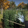 大麻農家ライフを営めるシム『Weed Farmer Simulator』Steamページが登場―2月29日に早期アクセス開始予定