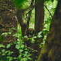 ポケモン求めてリアルな大自然を探索！「ポケモンワンダー」7月17日オープン、草木をかき分ける新たなネイチャーアドベンチャー
