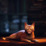 リアル猫も夢中！『Stray』に反応する猫の写真・動画を紹介するTwitterアカウントが話題