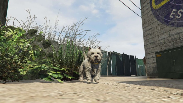 新世代機版『グランド・セフト・オートV』の新要素が公開、サボテンを食べて動物になれ!