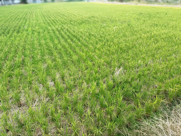 遂に稲作実装で米が力に！現実の米農家がゲームの稲作に見た「リアル」―プレイレポ『Farming Simulator 25』