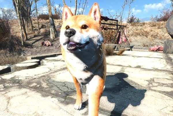 Fallout 4 Creation Clubからめちゃめちゃ可愛い 柴犬 がリリース 一緒に連邦をお散歩できる Game Spark 国内 海外ゲーム情報サイト