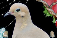 ハト恋愛シミュがPS4/Vita/PCに！『Hatoful Boyfriend: Holiday Star』今秋発売、追加要素も 画像