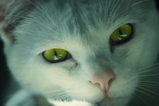 『ゴーストリコン ワイルドランズ』海外実写映像―ネコが追う赤い点の行先は？ 画像