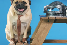 「パグG」「マスターチワワ」…人気Xbox Oneゲームのコスプレ犬が集う旧正月お祝いムービー 画像