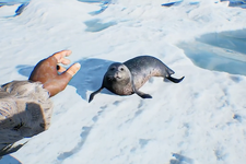 氷に囲まれた極寒の地でサバイバル！『Far North Survival』発表―クジラやあざらしの臓物も有効活用 画像