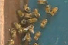 ゲーム屋で蜂の大群が発生、店員さんが中に閉じ込められる−アメリカ 画像