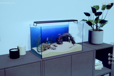 マッチョ育成鑑賞シム『マチョリウム -Muscle Aquarium Simulator-』リリース―プロテインを与え飾って眺める放置型＆サンドボックス 画像