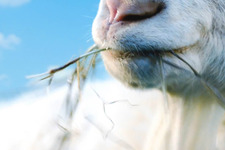 「あのヤギ」で人気の『Goat Simulator』Xboxプラットフォーム版は4月にリリース予定 画像