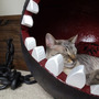 『マリオ』シリーズでお馴染みの敵「ワンワン」が猫用ベッドに変身！