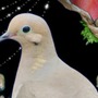 ハト恋愛シミュがPS4/Vita/PCに！『Hatoful Boyfriend: Holiday Star』今秋発売、追加要素も