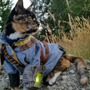 『Fallout』のVault住民のコスプレをするキュートな猫ちゃん登場！Pip-boyも再現