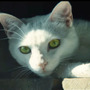 猫と“赤い点”を映す『ゴーストリコン ワイルドランズ』国内向け実写トレイラー