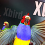 狂気の鳥ゲー『Xbird』が98円でSteam配信中―鳥たちが飛ぶ！撃つ！走る！？