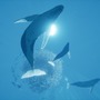 『ABZU』等の“海ゲー”多数収録「Humble Oceans Day Bundle」が販売―鯨とイルカの保護活動に