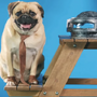 「パグG」「マスターチワワ」…人気Xbox Oneゲームのコスプレ犬が集う旧正月お祝いムービー