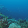 深海を探索するダイビングシム『Deep Diving Simulator』発表！ いざ美しい水中世界へ…