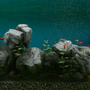水槽シム『Biotope』Steam早期アクセス開始―熱帯魚に癒やされる……