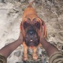 この愛犬すごいかわいいぞ！狩猟シム『theHunter: Call of the Wild』の狩猟犬DLC「Bloodhound」配信開始