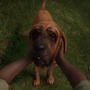 犬好き必見、DLCで愛犬のかわいさにとことん溺れよう！『theHunter: Call of the Wild』狩猟犬DLC「BLOODHOUND」の魅力【特集】