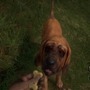 犬好き必見、DLCで愛犬のかわいさにとことん溺れよう！『theHunter: Call of the Wild』狩猟犬DLC「BLOODHOUND」の魅力【特集】