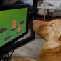 モグラ叩きでおやつをゲット！犬用ゲーム機「Joipaw」予約受付中―ペットの健康増進や認知症改善に期待