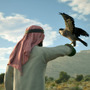 アラビアの鷹匠になる鷹狩りシミュレーター『Enter Falconry』発表！鷹との絆を深め世界中の仲間と交流