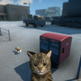 登場する猫はなんと約26,000パターン！自分だけの愛猫と暮らす生活&迷子猫探しADV『NEKOTO』Steam向けに2024年4月リリース