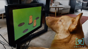 モグラ叩きでおやつをゲット！犬用ゲーム機「Joipaw」予約受付中―ペットの健康増進や認知症改善に期待 画像