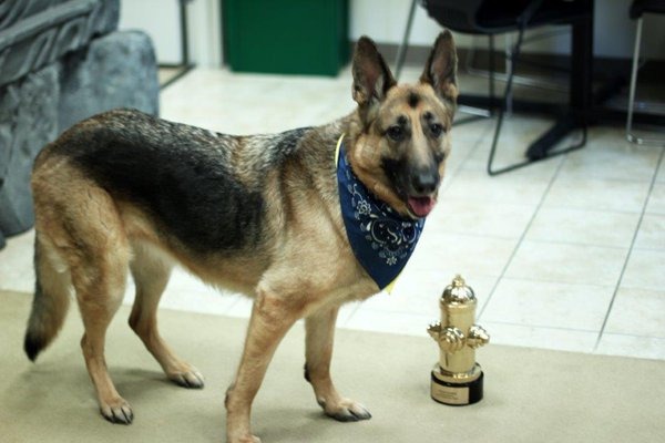 『Fallout 4』ドッグミートが世界の名犬を決める「World Dog Awards」ゲーム部門トップに君臨