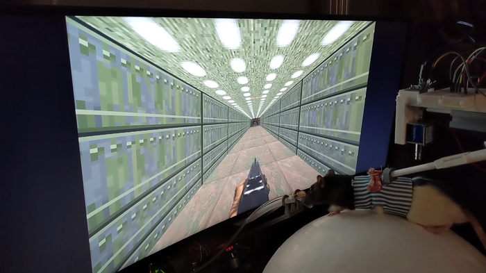 「どれで『DOOM』をプレイするか」はもう遅い…時代は誰がプレイするかだ!ネズミが『DOOM』をプレイする実験が公開