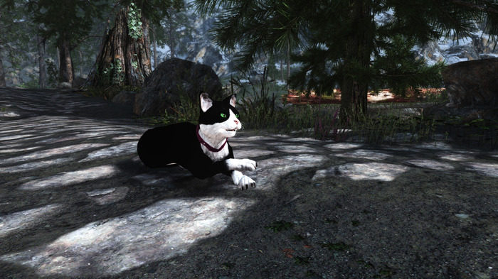 猫ちゃんを可愛がったり、誘拐したり…!?『Skyrim』猫とふれあう「A Cat's Life 2.0」MOD公開―旧版の動作を洗練化して再構築