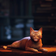 リアル猫も夢中 Stray に反応する猫の写真 動画を紹介するtwitterアカウントが話題 Game Spark 国内 海外ゲーム情報サイト