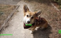 光る職人技！『Fallout 4』ドッグミートのコスプレメイキング動画 画像