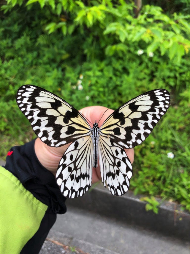 別名 バカ蝶 あつまれ どうぶつの森 に登場する オオゴマダラ ってこんな蝶 平坂寛の あつ森 博物誌 Game Spark 国内 海外ゲーム情報サイト