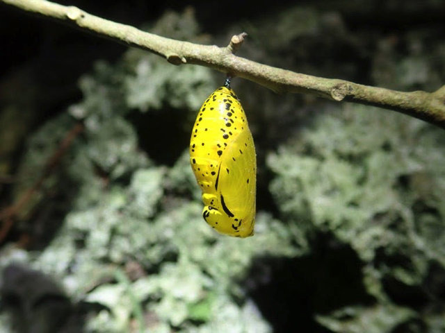 別名 バカ蝶 あつまれ どうぶつの森 に登場する オオゴマダラ ってこんな蝶 平坂寛の あつ森 博物誌 Game Spark 国内 海外ゲーム情報サイト